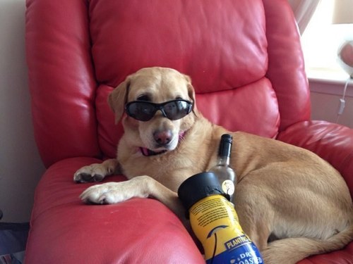 sainttrev's profile picture. i'm just a midnight cowboy, who loves the girls in his life