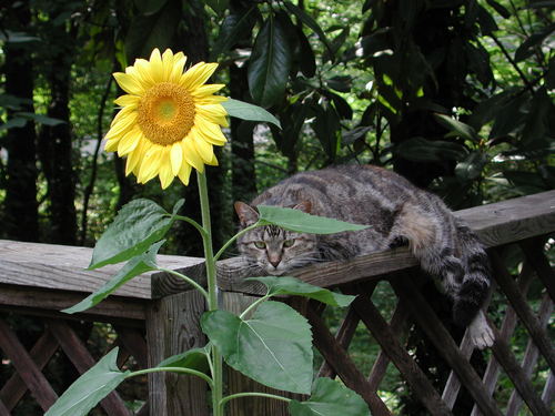 WildSeaoat's profile picture. 