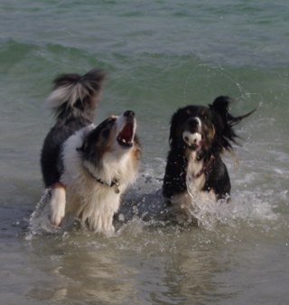 MarchWolf's profile picture. 