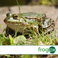 frogpx . Fotoblog . Wegweiser zu Fotocommunities, Fotoportalen, Fotowettbewerben, Fotoagenturen und Fotoblogs über Tierfotografie und Naturfotografie