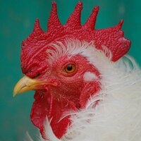 United Poultry Concerns(@upcnews) 's Twitter Profile Photo