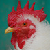 United Poultry Concerns (@upcnews) Twitter profile photo