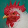 upcnews's profile picture. United Poultry Concerns is a nonprofit organization dedicated to the compassionate and respectful treatment of chickens, turkeys, ducks and other domestic fowl