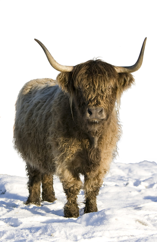 BarlochanBeef's profile picture. Passionate about Highlanders (cattle) and almost (!) as passionate about the beef. Support local produce, farmers markets and conservation projects. RNLI Helm.