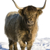 Barlochan Highlander (@barlochanbeef) Twitter profile photo