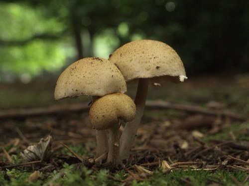 polytricha Profile Picture