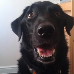 ilovedogsdaily Profile Picture
