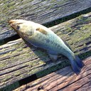 Michael Strosnider - @dieselstro - Twitter