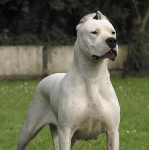 Merengon2's profile picture. 