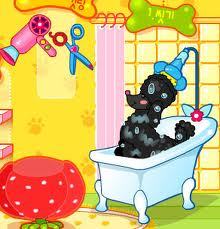 Estlista Canino a Domicilio 04268166705 04125822734