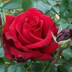 Asep_FATAL1TY's profile picture. 