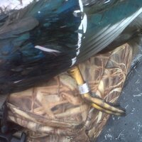 mallard hammer (@mallard_hammer) 's Twitter Profile