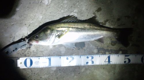東京湾奥を中心にシーバスを追い求めて徘徊してます♪他にはエリアトラウト、チニング、アジング、メバリング、フラット、ロック、ライトショアジギングなんかもやったりします！良かったらフォローお願いします！
