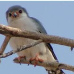 AdlaneBelahouel's profile picture. Cybersecurity