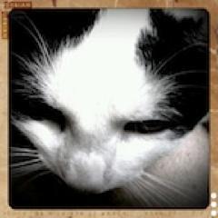 lover of catnap, kibble, and tuna - especially tuna.