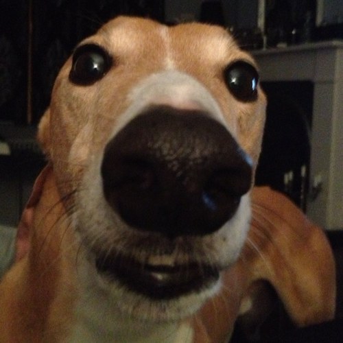 MacTailerCSI's profile picture. Professional crumb scene investigator. I protect the world from the threat of the Dyson. I share the 4beds with Jemmy Chew but not my food.