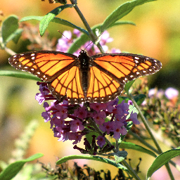 SavGuilfrdPatch's profile picture. 