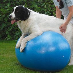 Physiotherapie für Hunde, Pastell-Tierportraits. Simone Hofmann, Pflegepädagogin, Heilpraktikerin, Tierphysiotherapeutin & Hundetrainerin.