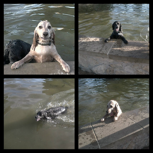 Coolest Cocker Spaniels to live! Hi, I'm Eddy and this is my twin Buddy. He got the brains and I got the looks! Ball fetcher, Cute look giver!