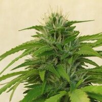 biogrowsolutions (@biogrowsolution) 's Twitter Profile