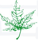 geaugamapleleaf Profile Picture