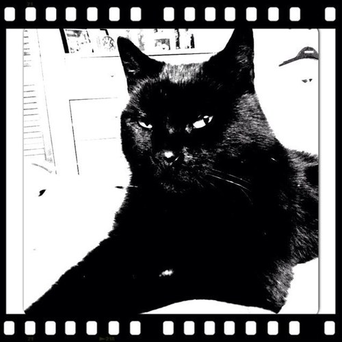 DiddysIsCool's profile picture. Meow I am a cat who lives in catford, I own catford meow and I love my Hoomins. what kitty wants is what kitty gets Meow