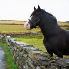 I am a horse.