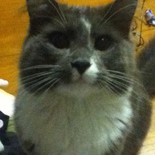 Oliverthecat99's profile picture. MEOW!! Hi my name is oliver. I live with my owner shes super nice and when im good she rewards me with HUGS and i also love music it makes me so happy :D