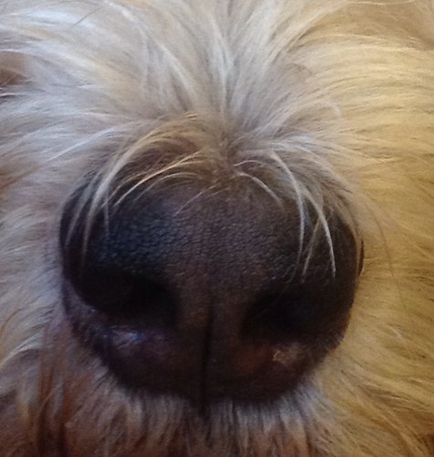 A nose for justice ... News and comment dedicated to dogs and their lawyers, welfare, rescue, legal developments, research and a dog-friendly world