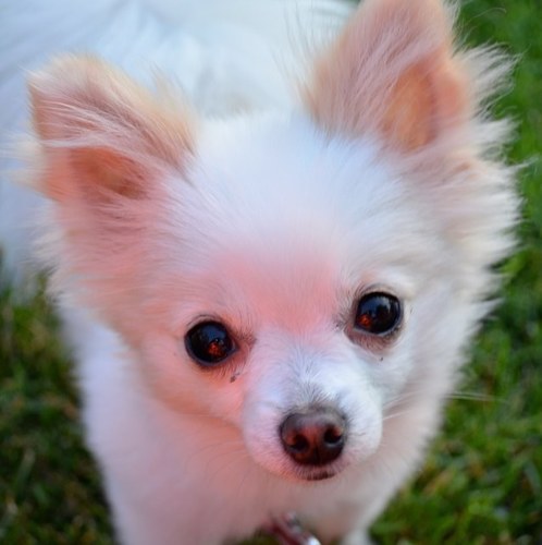 My owners are @alex_sortor and @jwright623. Officially the best dog in the world