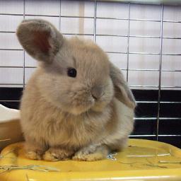 so_Sma1l1ily's profile picture. Japanese/Osaka city university