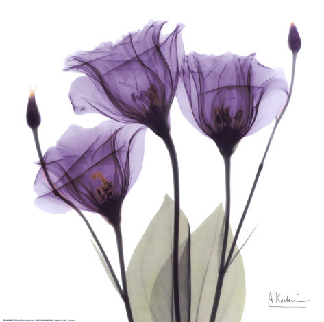 kismetique's profile picture. 