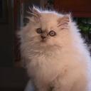 Ron See - @ronsee - Twitter