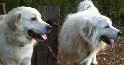 lilplaynurse's profile picture. 