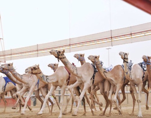 أهتمامي بالهجن وأهوا التصاميم بالفوتوشوب والفلاش