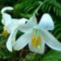 헵시바 (@naomi1161) 's Twitter Profile