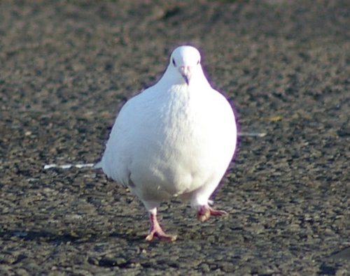 _Pigeon_eBooks's profile picture. Pigeons ain't shit but hoes n tricks