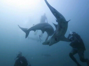 It all started out with the love for the ocean and diving,now it never stops... Semper Fidelis!