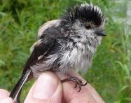 Long_Tailed_Tit Profile Picture