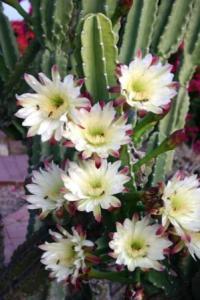 Welcome to the serene desert oasis of Alta Vista Bed and Breakfast Inn of Tucson, Arizona. A quiet haven nestled near the Saguaro National Park East in Tucson.