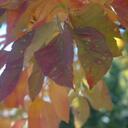 Libby Hanson - @LaughinLib - Twitter