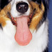 Every Dog Day Care (@everydogdaycare) Twitter profile photo
