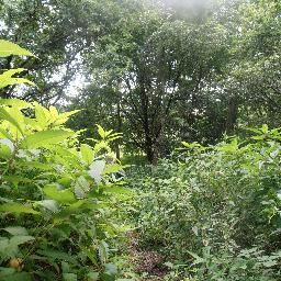 DenEsmo's profile picture. 