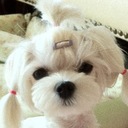 Calvin Han - @live4it - Twitter