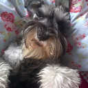 Anne Whitehead - @Anniebea55 - Twitter