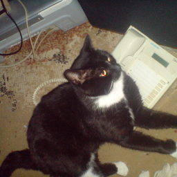 HeinzVoigt's profile picture. 