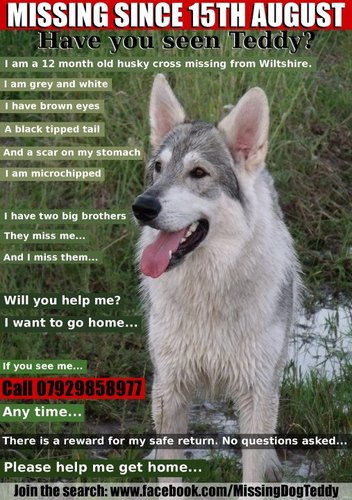 Grey & white 1YO Male Dog. MISSING Larkhill salisbury plain SP4 area UNITED KINGDOM. Reward for Teddy's return.
