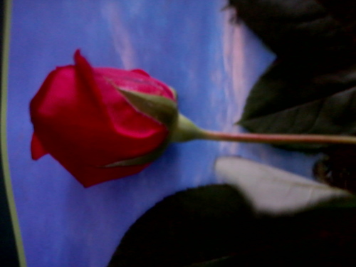 soniya64625476's profile picture. 