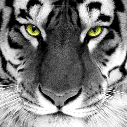 D_J_Osean's profile picture. ...Loading