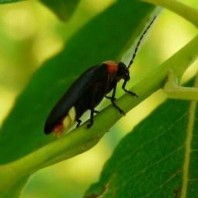 けんけんまさとう